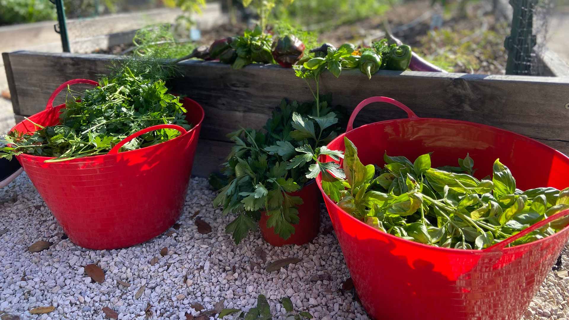 two red baskets filled with cut greens in front of a raised garden bed