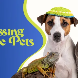 blessing of the pets web banner